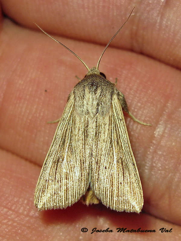 Mythimna impura? No, Mythimna riparia, Noctuidae